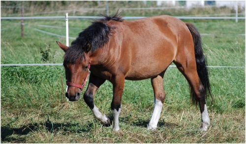 5 Steps to Stop Your Horse From Pawing
