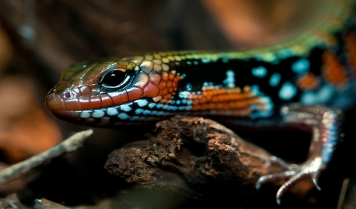Common Reptile Diseases and Solutions