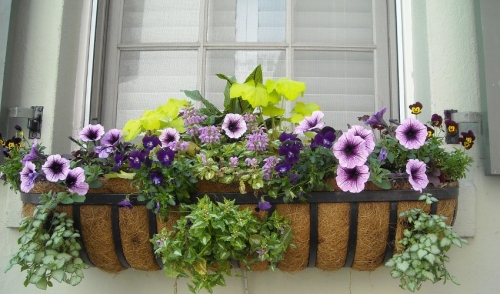 Window Boxes Can Dress up Your House