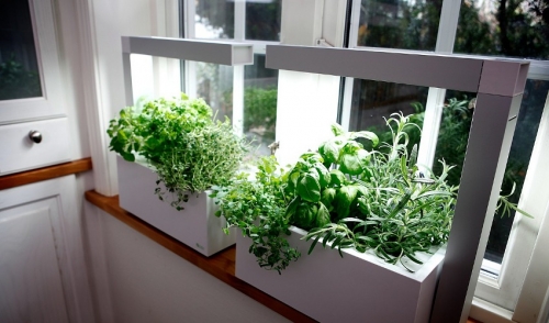 Starting a Hydroponic Garden: Tips for Beginners