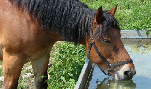 Clean, Fresh Ways to Provide Water for your Horses During the Hot Summer Months