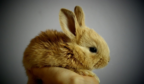 How To Care For Your Pet Rabbit
