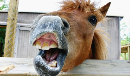 Keeping Your Horse’s Teeth Healthy