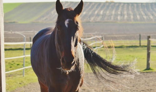 Preventing Colic In Your Horse
