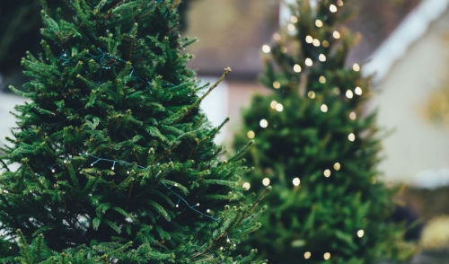 Real vs. Artificial Christmas Trees
