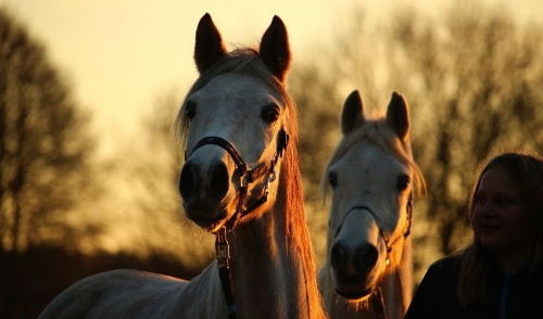 Riding into the Sunset: Ways to Keep Your Senior Horse Active