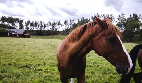 What to Do If Your Horse Has Parasites