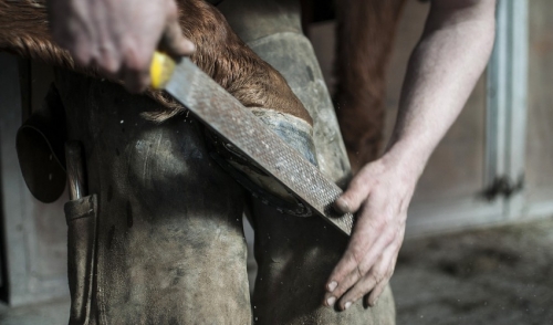  Cleaning Horse Hooves