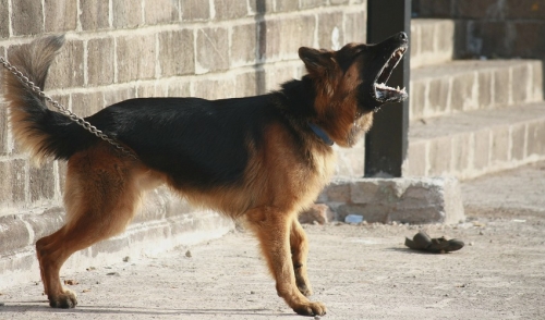  Stop Your Dog From Barking