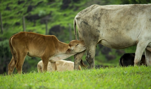  Weaning a beef calf