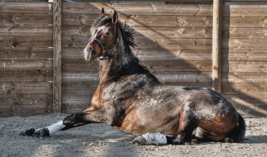 Wrapping A Horse Hoof Injury Family Farm & Garden