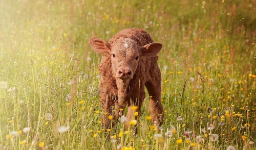 Calf scours and their treatment