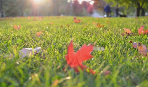 Caring For Your Lawn In The Fall