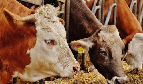 Deworming Your Cattle