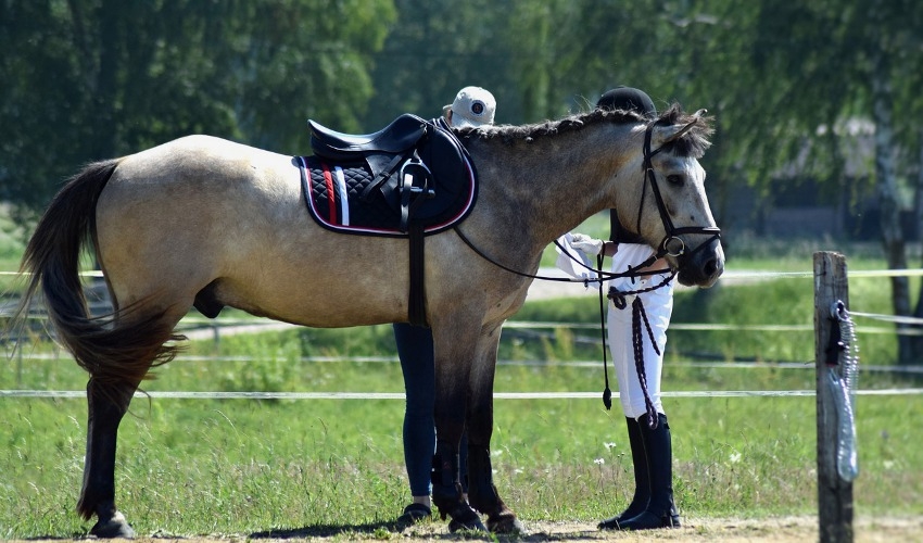 Differences Between English and Western Saddles Country Corner Feed