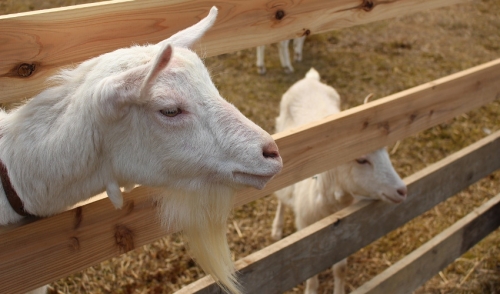 How to Raise Goats on Your Small Farm