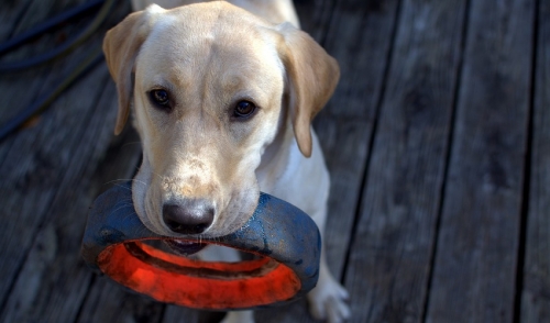 Dog Tricks: Four Steps For Teaching Your Dog To Fetch