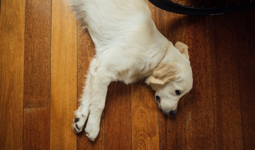 Dog Tricks: Three steps for teaching your dog to play dead