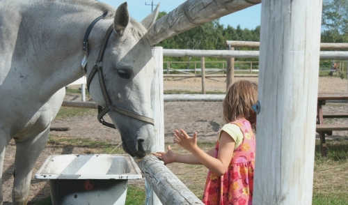Feeding Your Horse Treats
