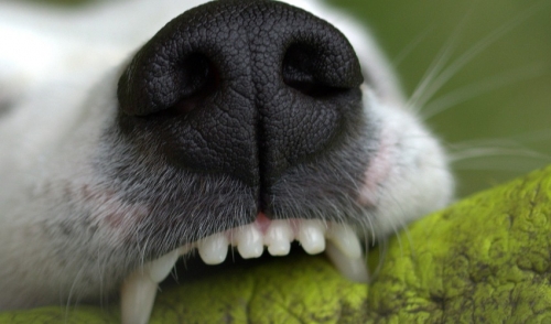 Four Items For Cleaning Your Dog’s Teeth