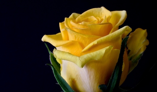 How To Care For Roses