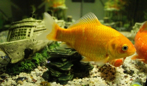 Maintaining Your Gold Fish Bowl