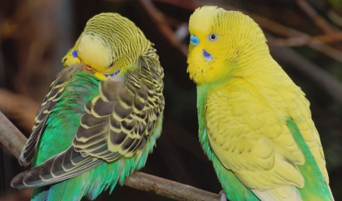 Pros And Cons Of Clipping Your Bird’s Wings