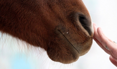 Sizing A Grazing Muzzle