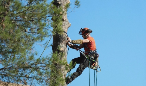 Staying Safe While Using A Pole Chain Saw