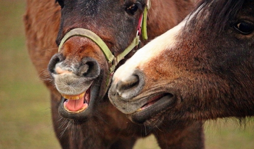 That’s Not Hay! Three Ways To Stop A Horse From Chewing Tails