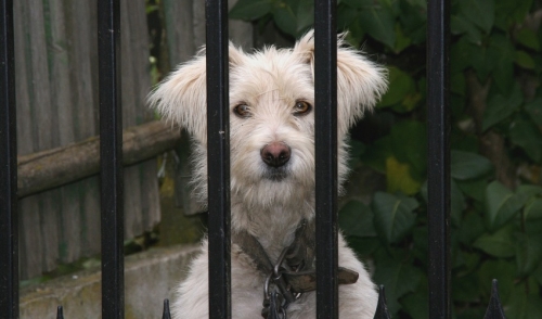 The Basics Of Invisible Dog Fences
