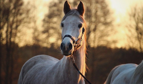 Three Reasons Why Your Horse May Be Tossing Its Head