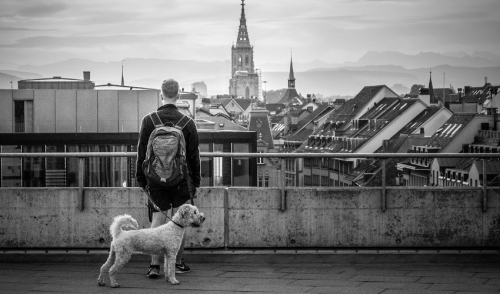 Three Things For Finding A Pet Friendly City