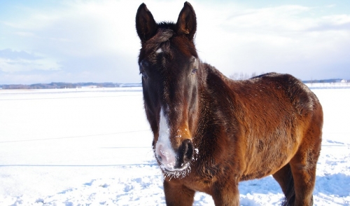 Transitioning Your Horse From Cold to Hot Weather