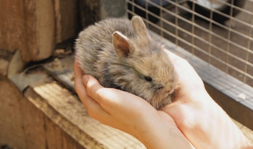 Treating Rabbits For Fleas