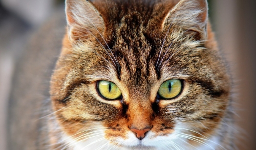 Why To Consider Adopting An Older Cat