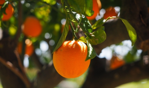 Caring for Citrus Trees