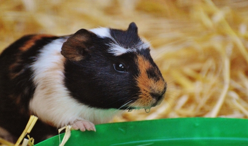 Exercise Ideas for Guinea Pigs