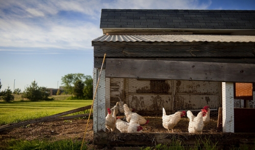 The Importance of a Chicken Coop