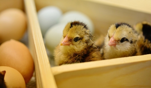 Pecking Order in Chicks