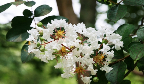 How to Care for Crape Myrtle