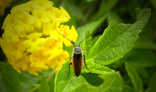 What Is Bugging Your Garden?