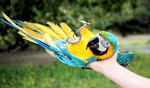 Selecting The Right Pet Bird For Kids