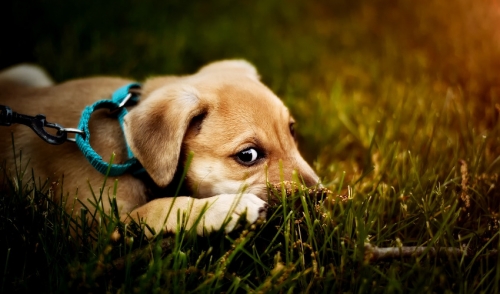 Why Do Dogs Eat Grass?