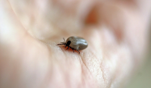 6 Ways to Keep Ticks Out of Your Yard Naturally