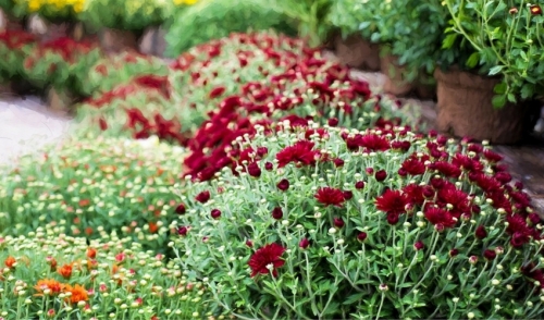 Planning Your Fall Annual Planting