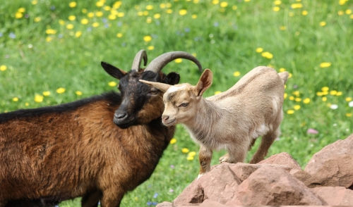 Entertaining Goats