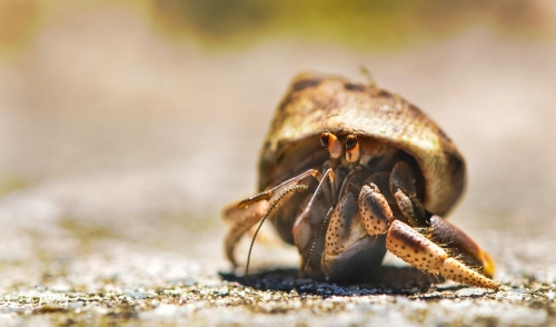 The Best Ways to Clean Your Hermit Crab's Habitat