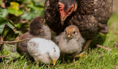 Hot Weather Tips for Raising Poultry