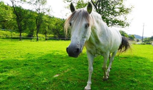 How Do I Help My Older Horse From Losing Weight?